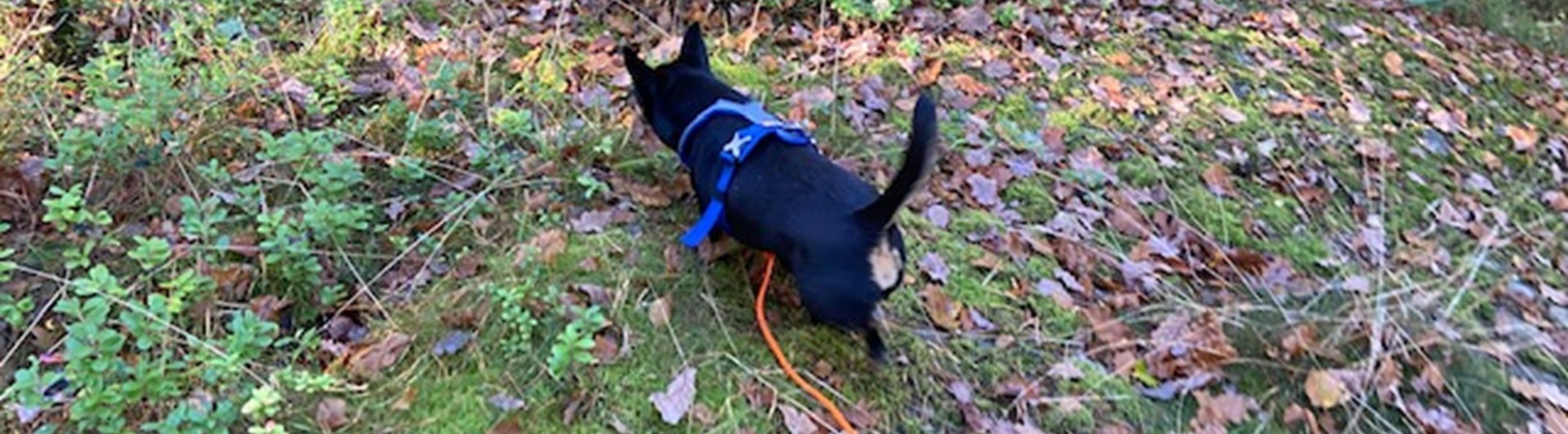 En liten hund som spårar.