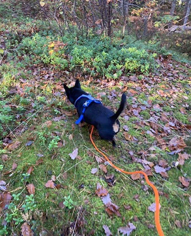 En liten hund som spårar.