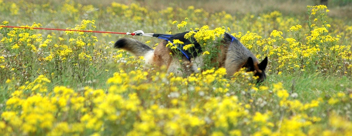 Schäfer i sele följer ett spår på en äng med gula blommor.