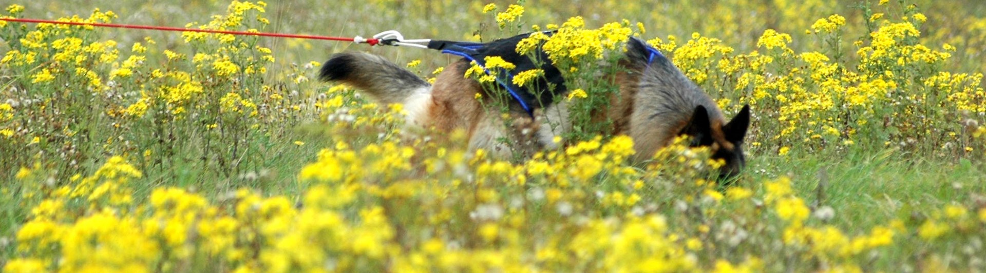 Schäfer i sele följer ett spår på en äng med gula blommor.