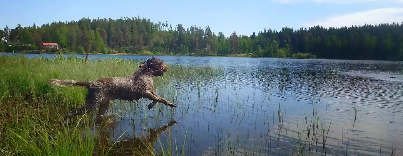 hund som hoppar i vatten