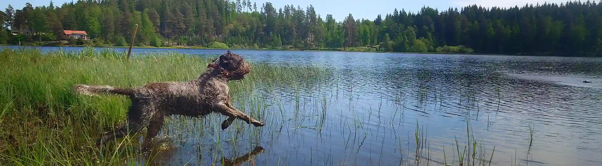 hund som hoppar i vatten