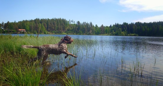 hund som hoppar i vatten
