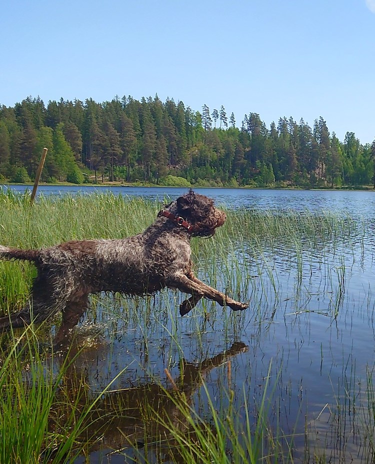 hund som hoppar i vatten