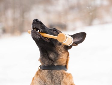 Hund med ordförandeklubba