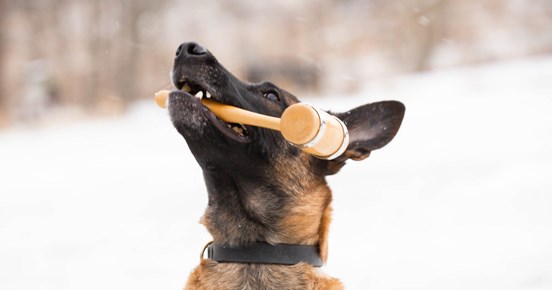 Hund med ordförandeklubba