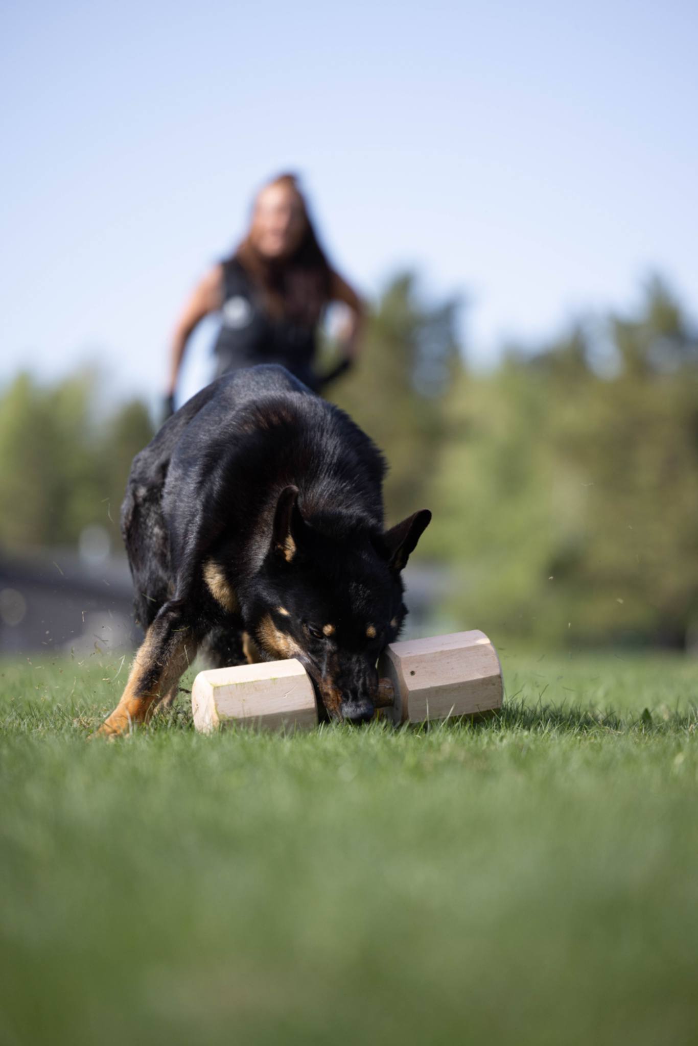 Svart Schäfer apporterar en träapport