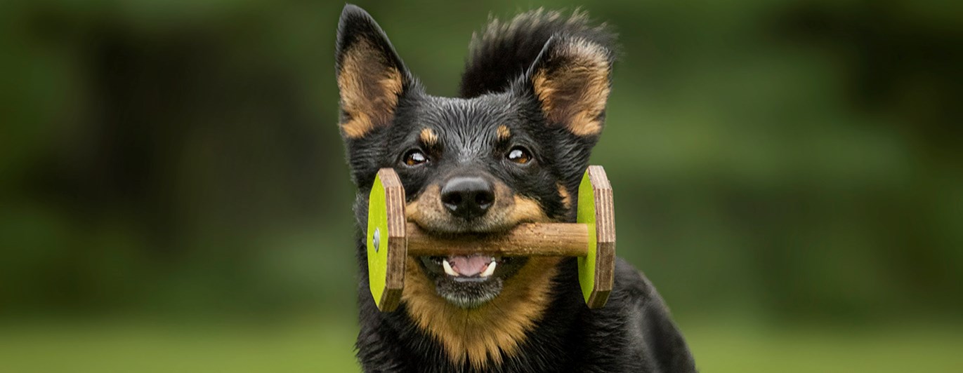 En liten svart hund med bruna tecken som springer rakt fram med en apportbock i munnen