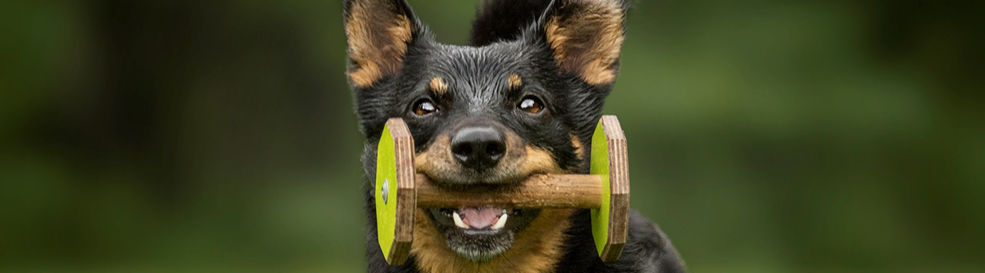 En liten svart hund med bruna tecken som springer rakt fram med en apportbock i munnen