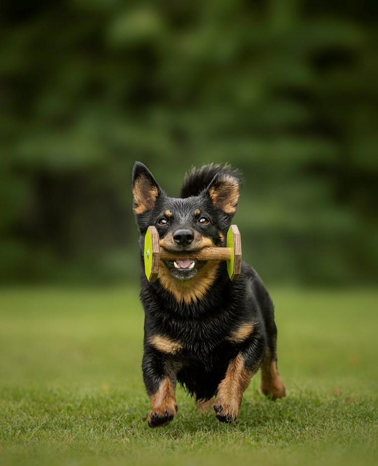 En liten svart hund med bruna tecken som springer rakt fram med en apportbock i munnen