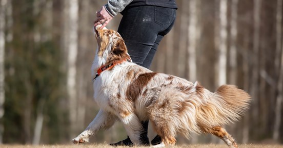 Jessica och Nexus
Bild: Alva Högkvist