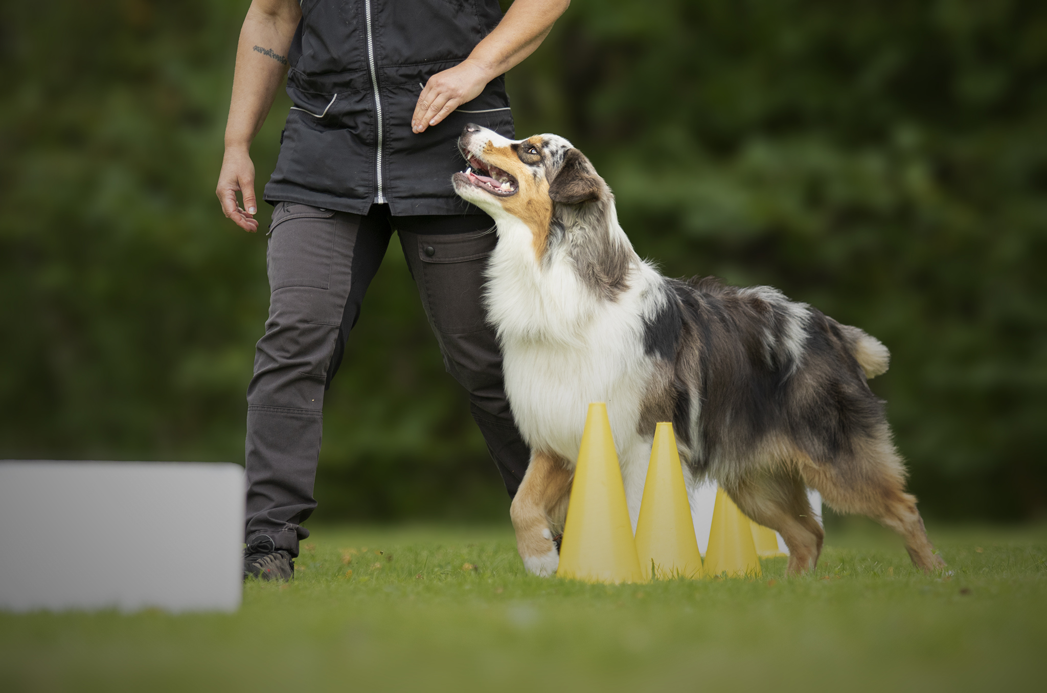 Förare med hund som tränar fotgående runt konor