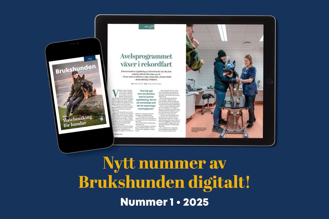 Bild på medlemstidningen Brukshunden nummer 1, 2025.