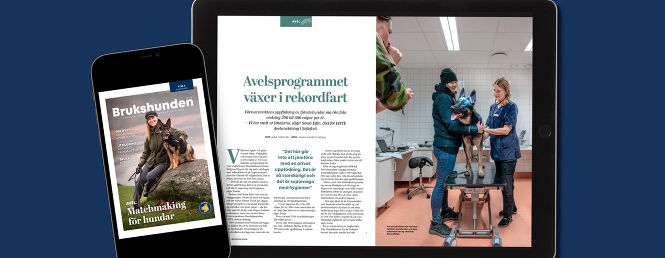 Bild på medlemstidningen Brukshunden nummer 1, 2025.