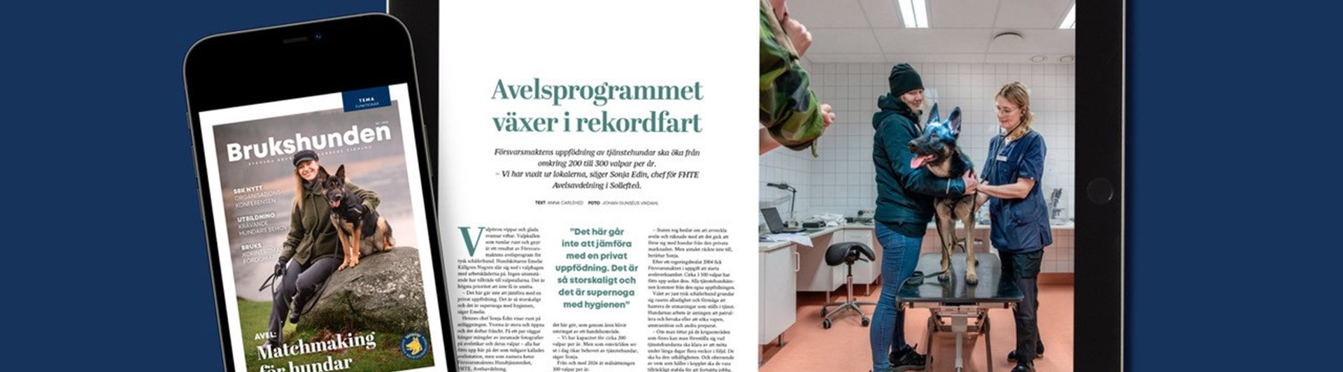Bild på medlemstidningen Brukshunden nummer 1, 2025.