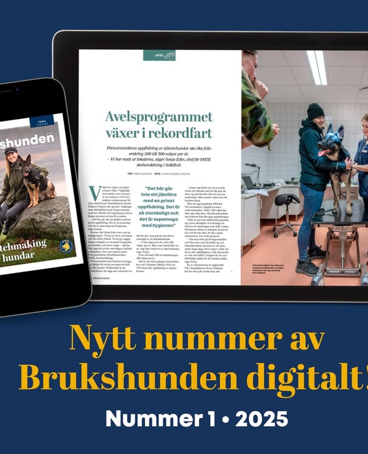 Bild på medlemstidningen Brukshunden nummer 1, 2025.