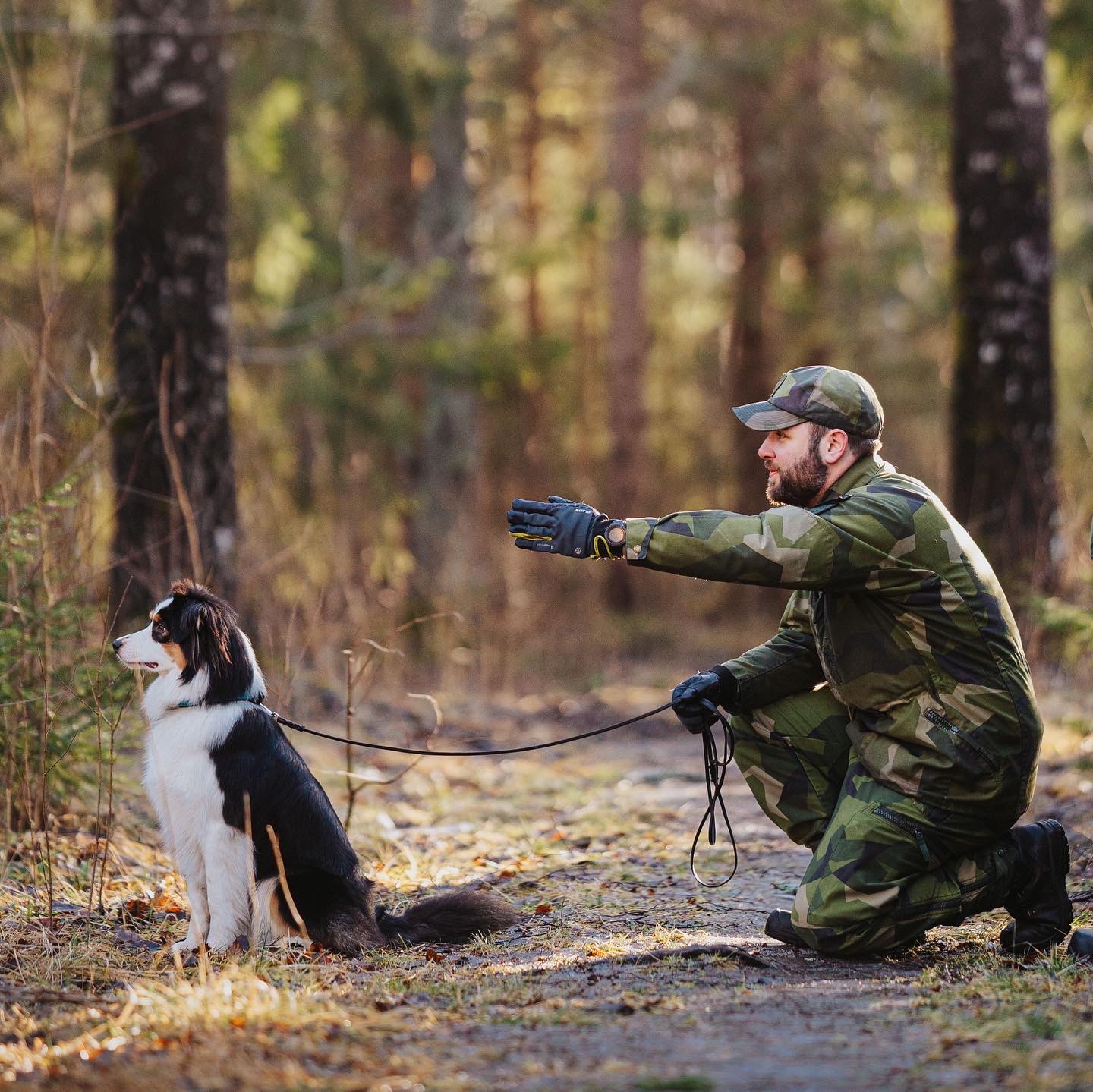 Patrullhund australian shepherd