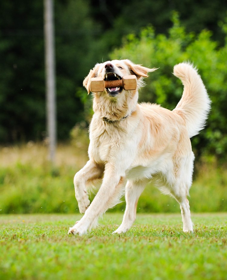 Foto: Julia Indergard