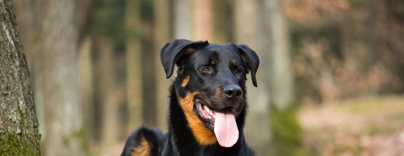 Beauceron ligger i skogen.