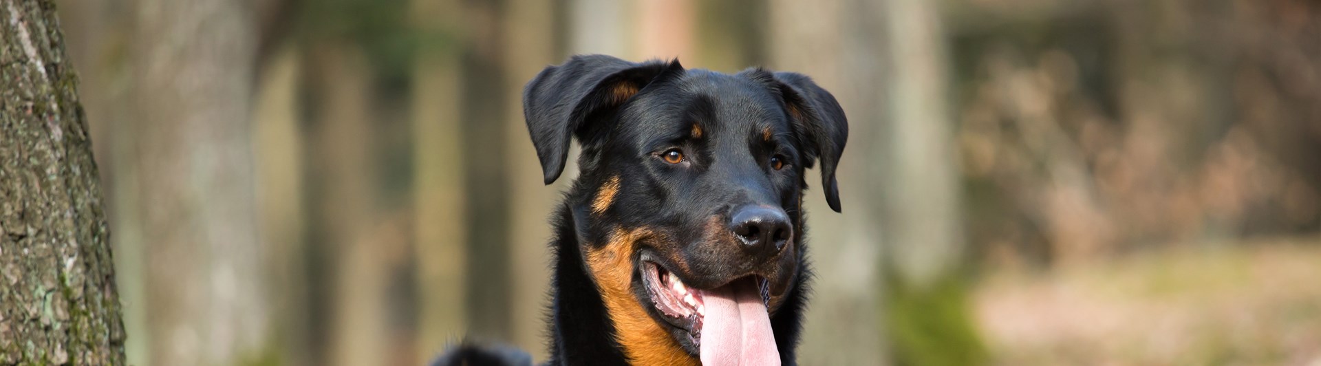 Beauceron ligger i skogen.