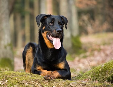 Beauceron ligger i skogen.