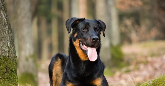 Beauceron ligger i skogen.