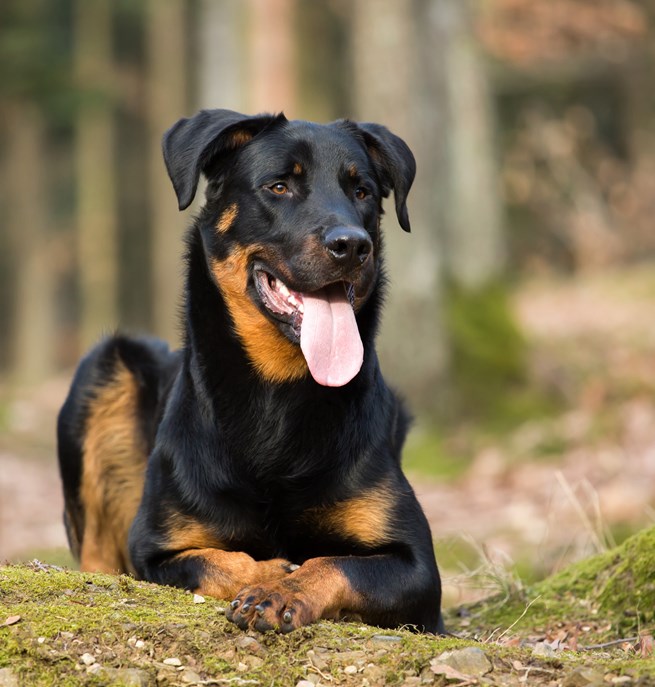 Beauceron ligger i skogen.