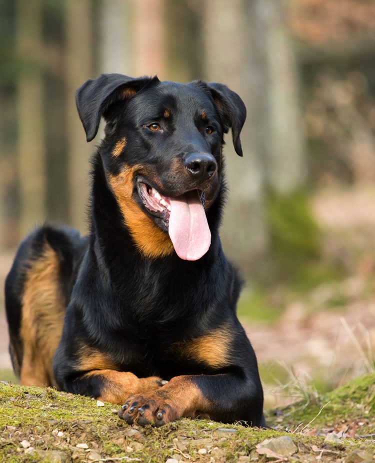 Beauceron ligger i skogen.