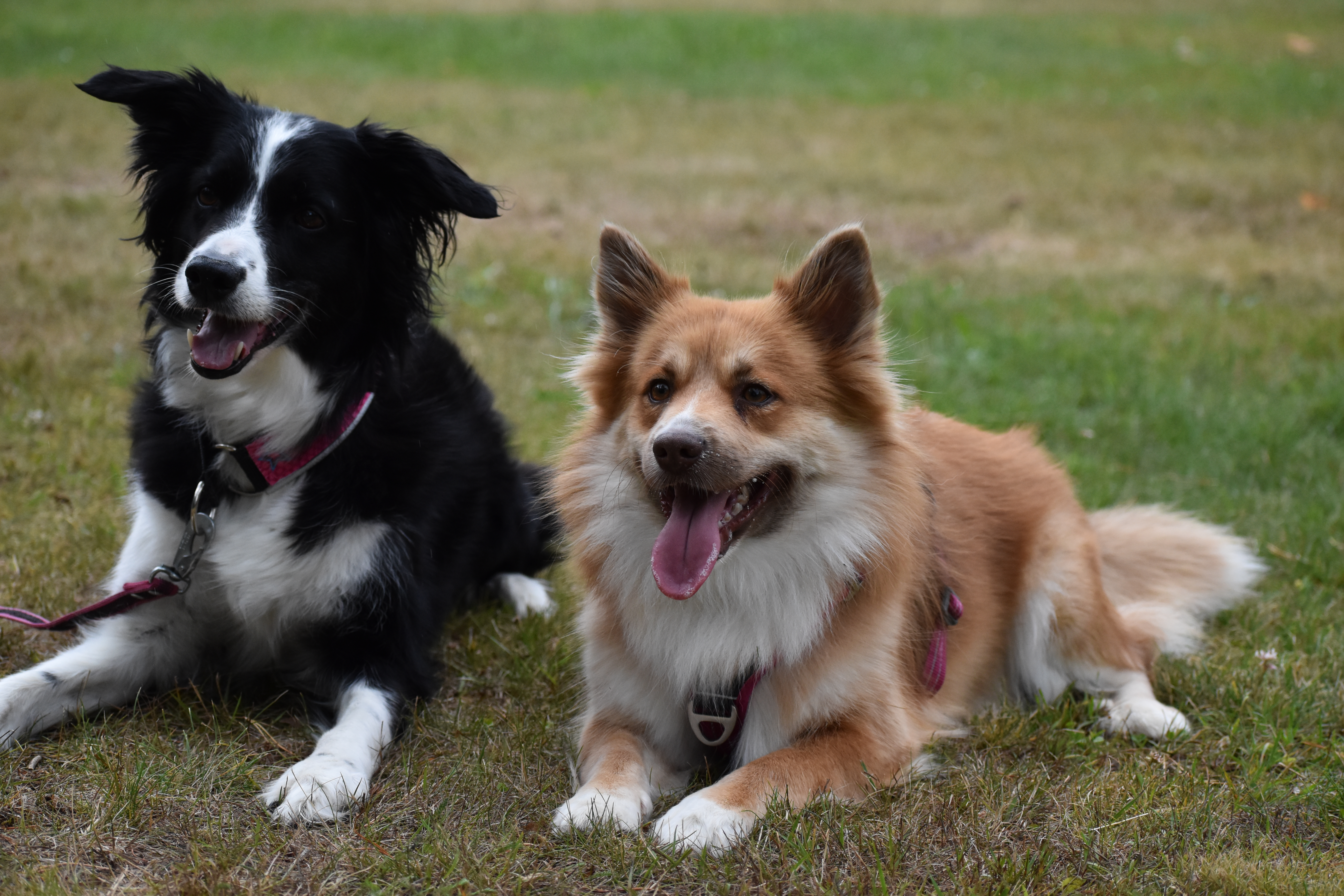 En bordercollie och en isländsk fårhund ligger i gräset