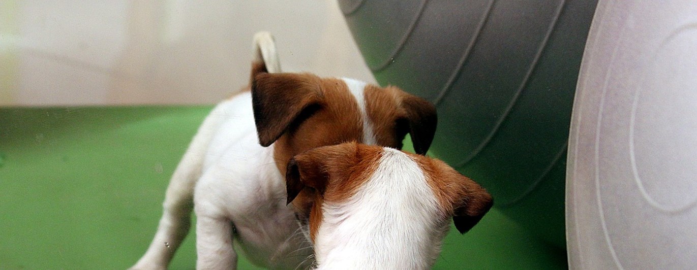 valp som ser sig i spegel