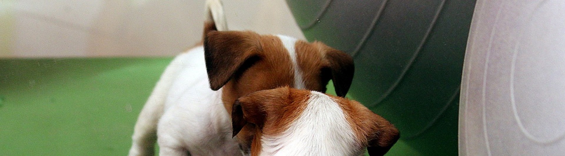 valp som ser sig i spegel