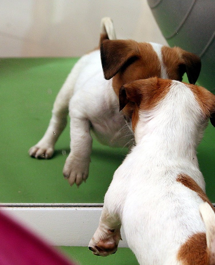 valp som ser sig i spegel