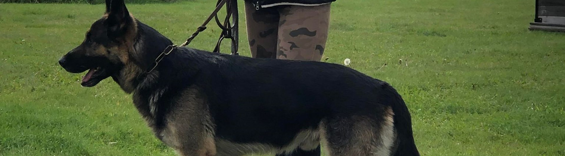 Förare med sin hund