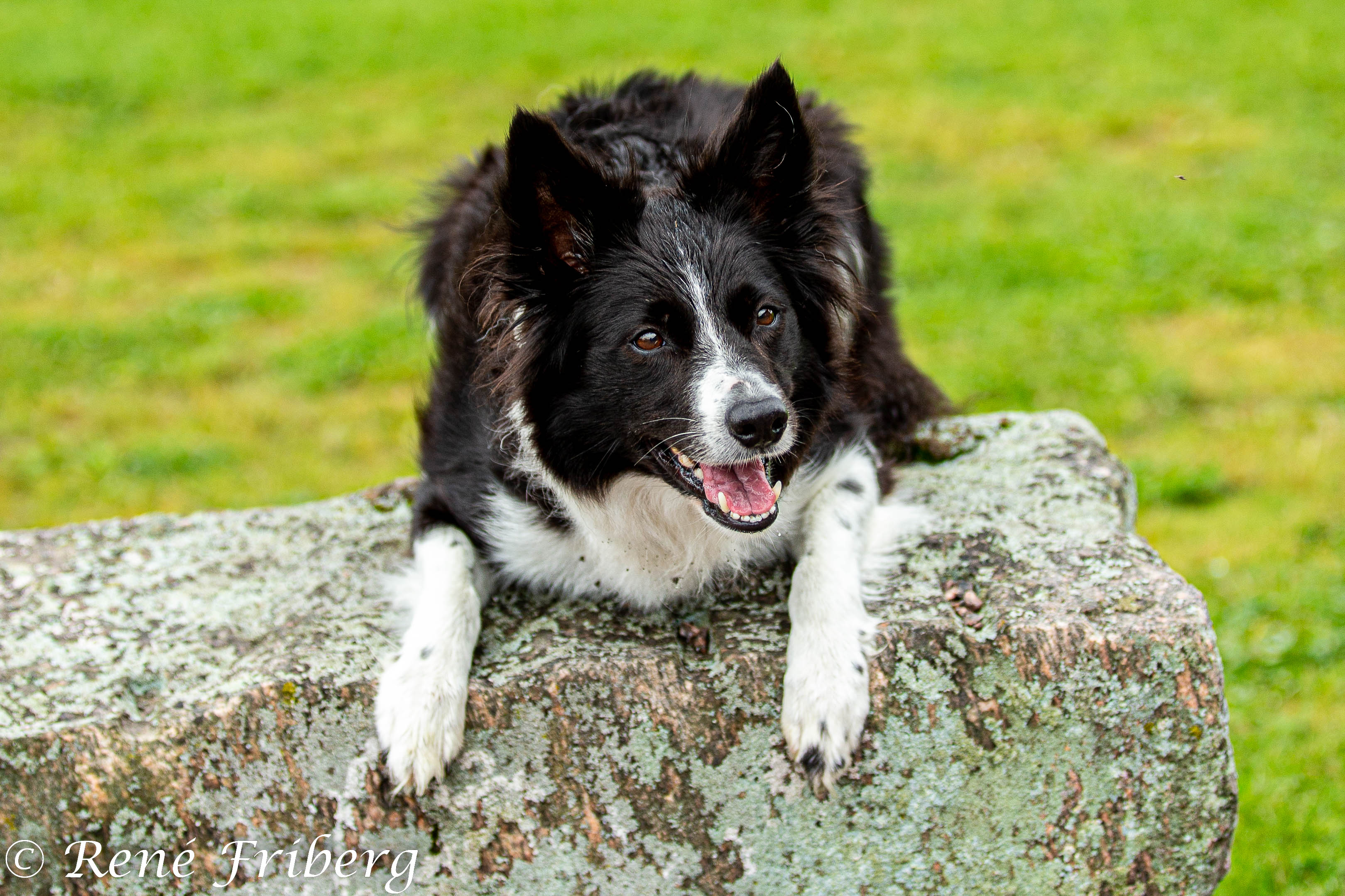 Bordercollie liggandes på sten