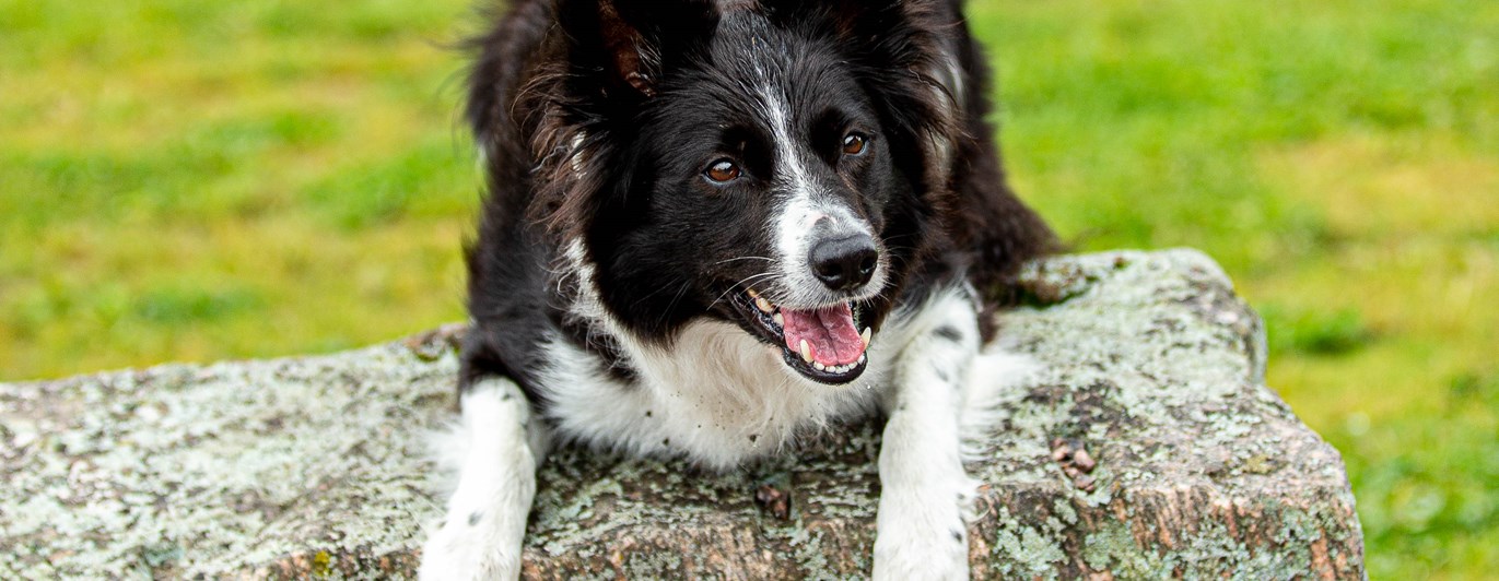 Bordercollie liggandes på sten