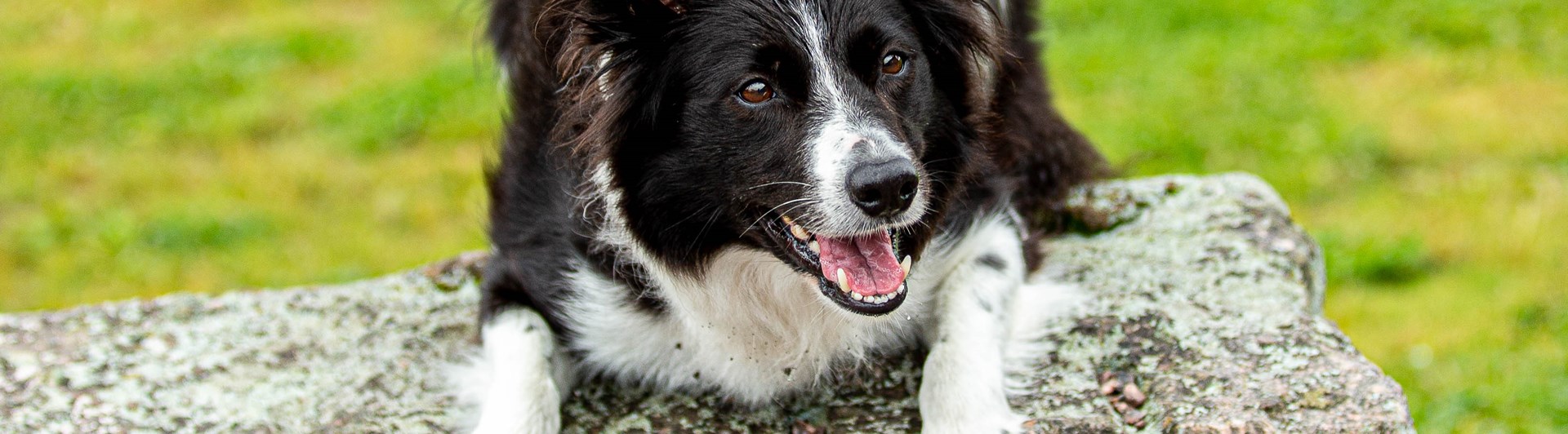 Bordercollie liggandes på sten