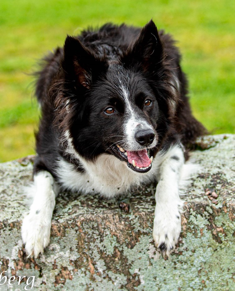Bordercollie liggandes på sten