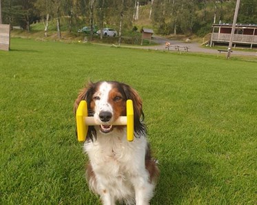 En brunvit hund som sitter och håller en apport i munnen.