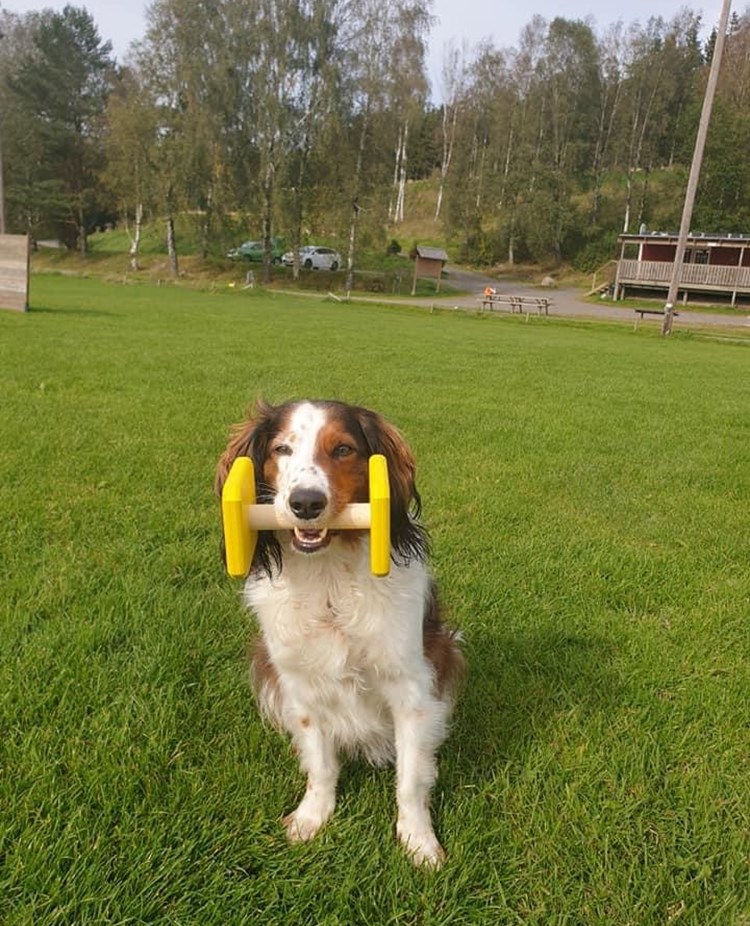 En brunvit hund som sitter och håller en apport i munnen.
