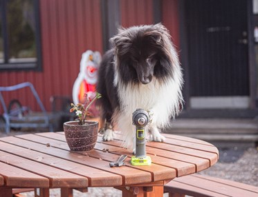 Hund med borrmaskin
