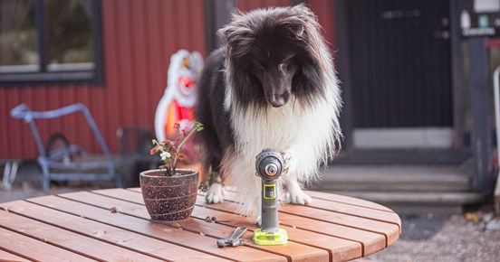 Hund med borrmaskin