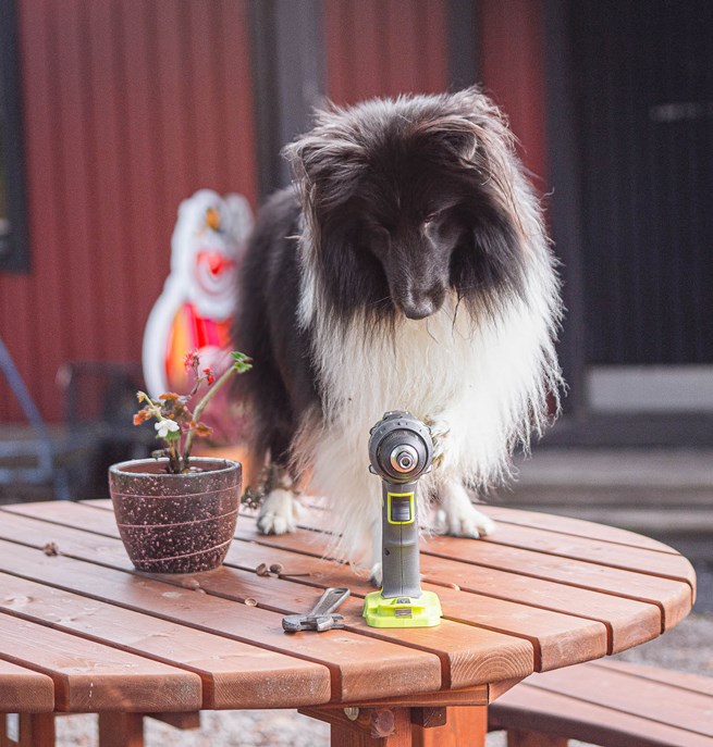 Hund med borrmaskin