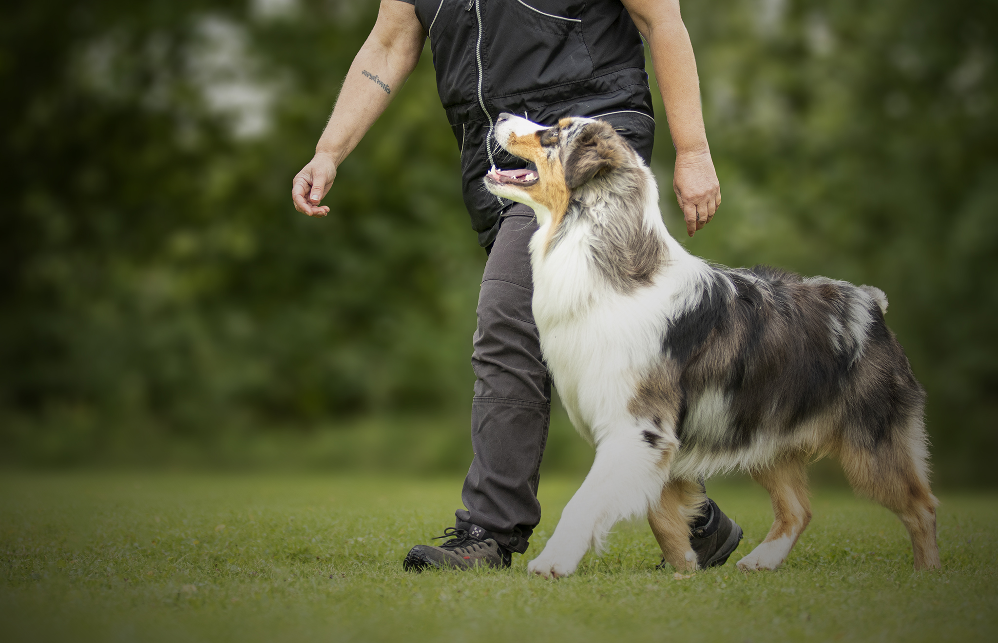 Förare med en merle aussie som tränar fotgående