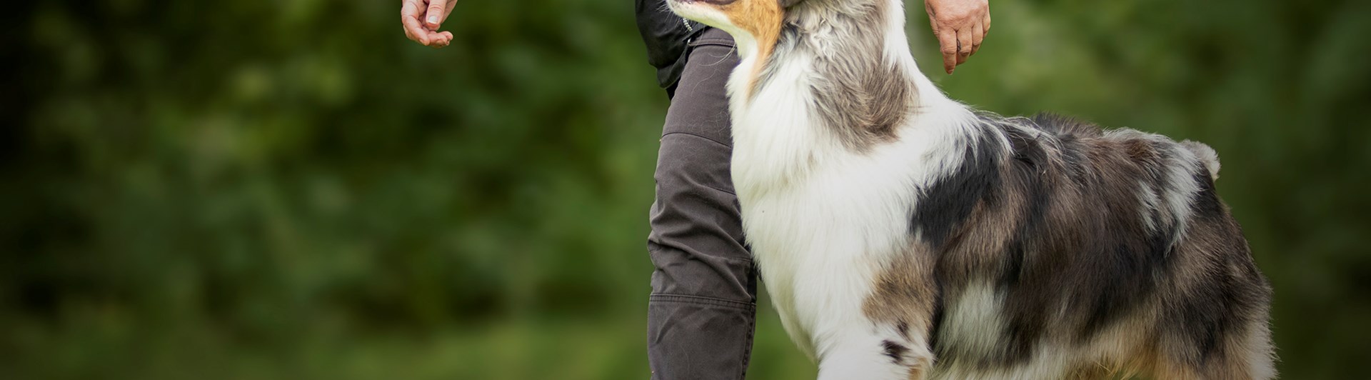 Förare med en merle aussie som tränar fotgående