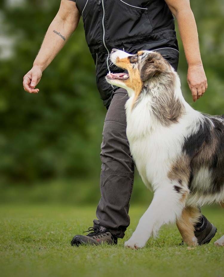 Förare med en merle aussie som tränar fotgående