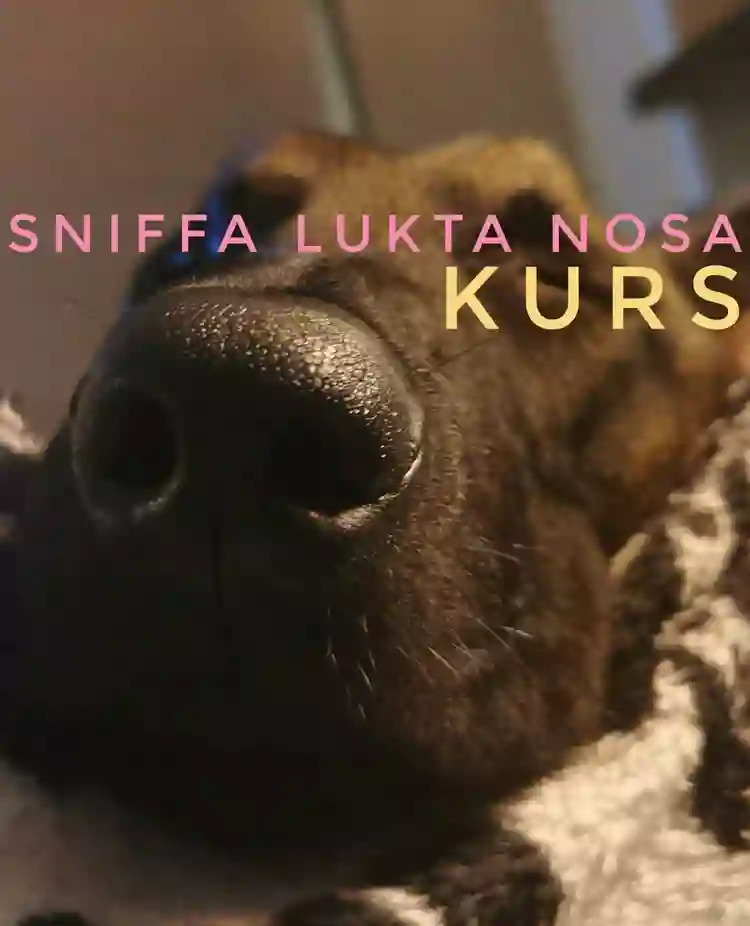 Inbjudan till Sniffa-Lukta-Nosa med bild på hundnos