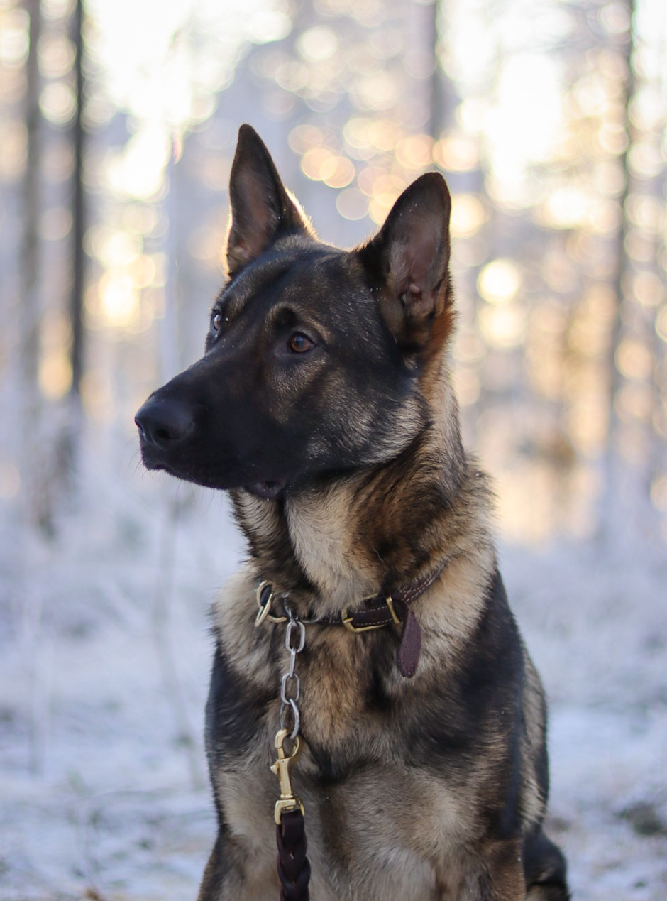 Schäfer med snö i bakgrunden