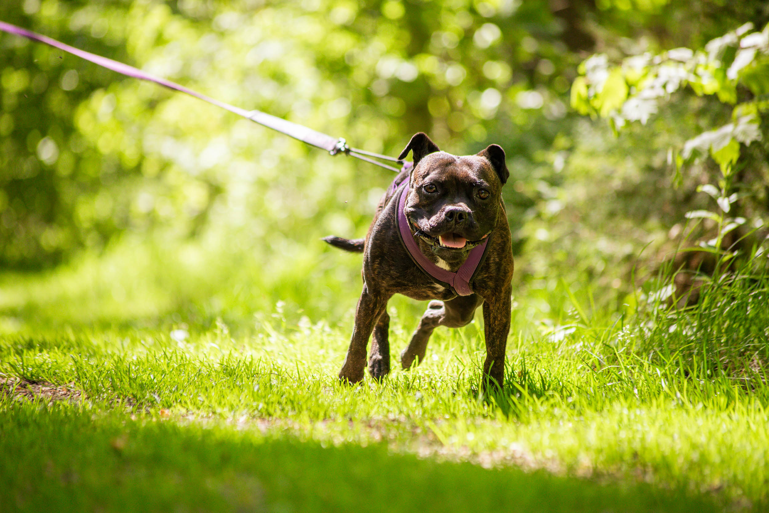 Hund i sele drar framåt