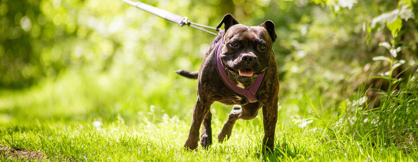 Hund i sele drar framåt