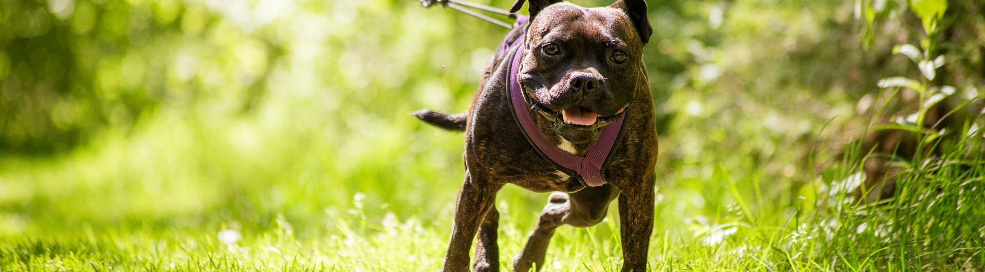 Hund i sele drar framåt
